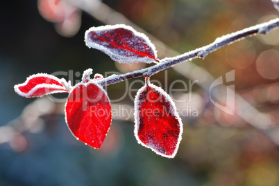 rotes blatt