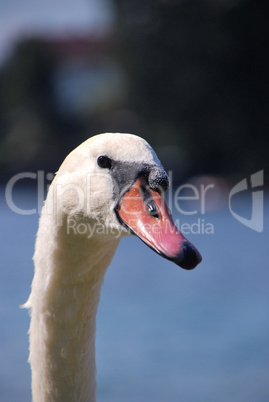 schwan grossansicht