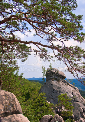 Beautiful green mountain landscape with trees in Carpathians