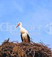 Stork in its nest over a clear blue backround