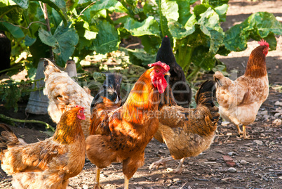 Cock and hens walking on rural yard