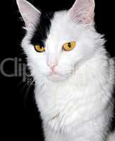 Portrait of a white cat on a black background...