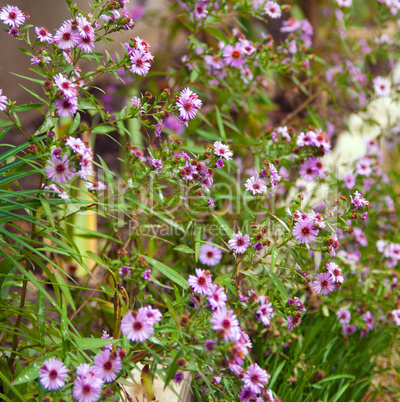 Colorful wildflowers blossoming in field