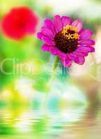 Fresh purple flower in water with reflection