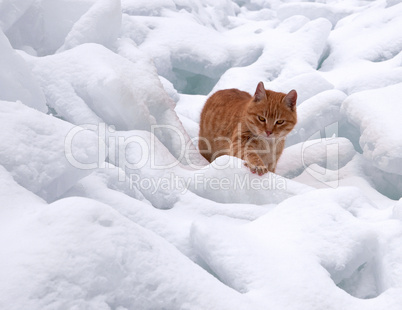 Red cat on white snow
