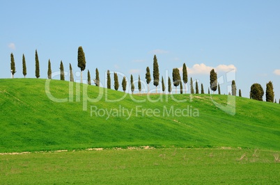 Cypresses