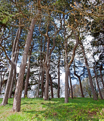 Looking up at tall pine trees