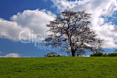 Green grass and blue sky in early spring