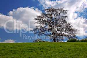 Green grass and blue sky in early spring