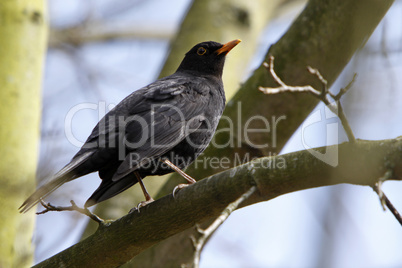 Amsel