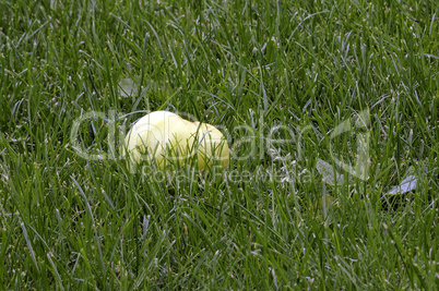 Apple on a grass