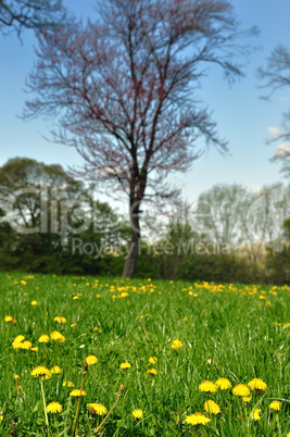 Dandelions in park