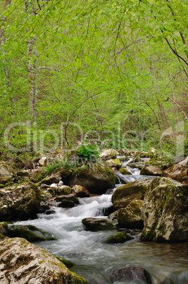 Forest spring