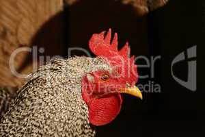 grey cock at the farm