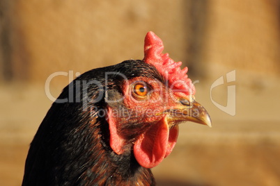 black hen profile