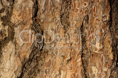 coniferous bark detail