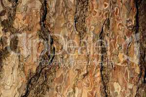 coniferous bark detail