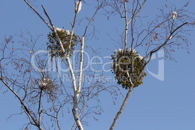 mistletoe kiss