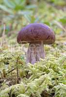 Boletus edulis