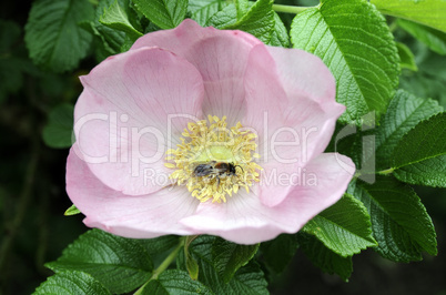 Bee in dogrose flower