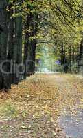 Bicycle path in the autumn