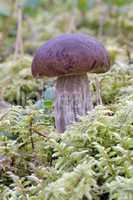 Boletus edulis