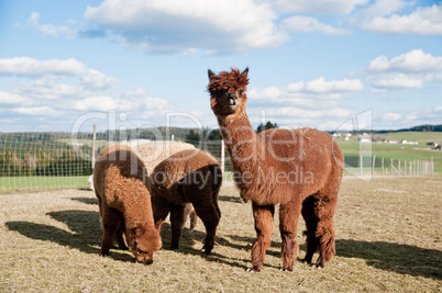 Brown Alpacas