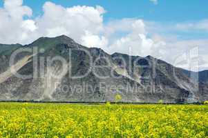 Landscape of rapeseed fields