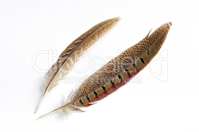Wild bird feather