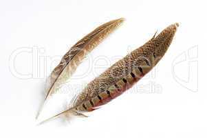 Wild bird feather