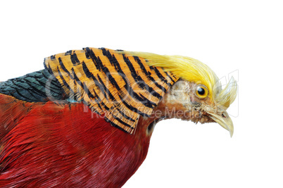 Golden Pheasant