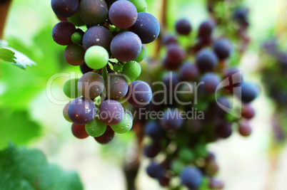 Raw grapes