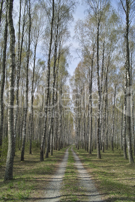 Birch forest in spring