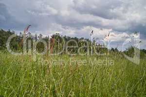 Grass meadow under cloudy sky