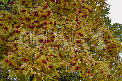 Rowanberry clusters in autumn