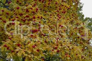 Rowanberry clusters in autumn
