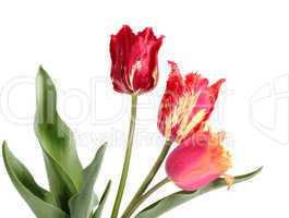 Tulips on a white background