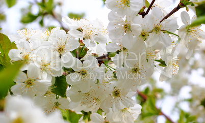 White flowers