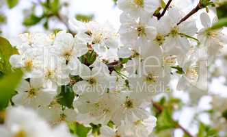 White flowers