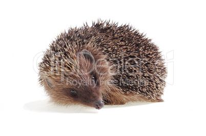 Young hedgehog