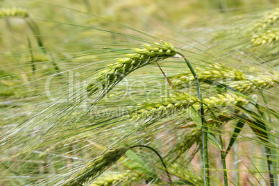 Green wheat