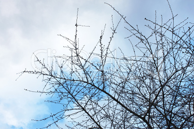 Tree against cloudy sky