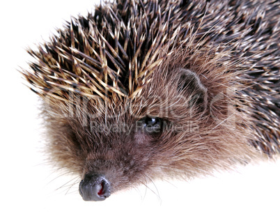 Young hedgehog