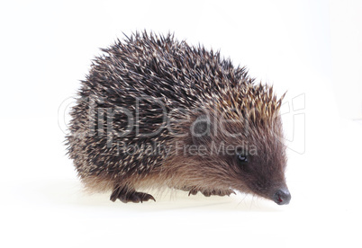 Young hedgehog