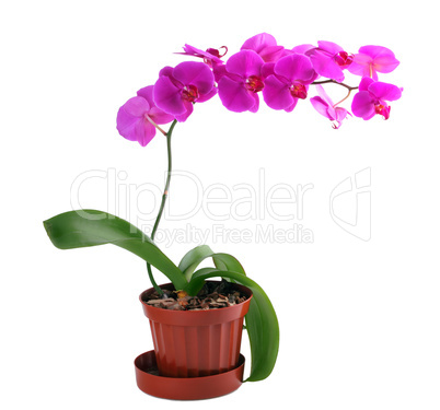 Crimson orchid