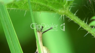 Bänderschnecken (Cepaea)
