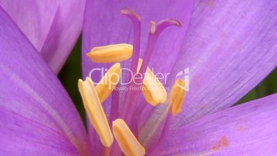 Herbstzeitlose (Colchicum autumnale)