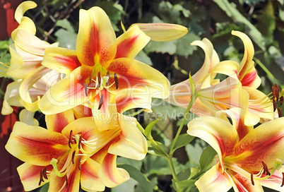 yellow lilies