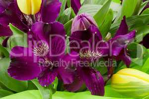 Purple Alstroemeria Flowers