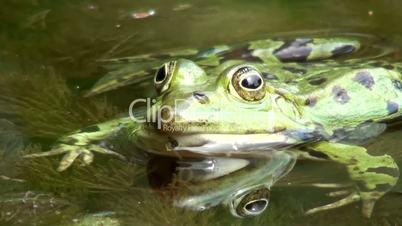 Wasserfrosch